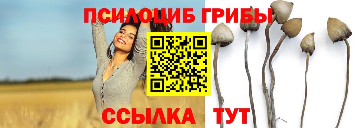 Псилоцибиновые грибы Cubensis  Вход с VPN  Ирбит  Галлюциногенные грибы Psilocybine cubensis 